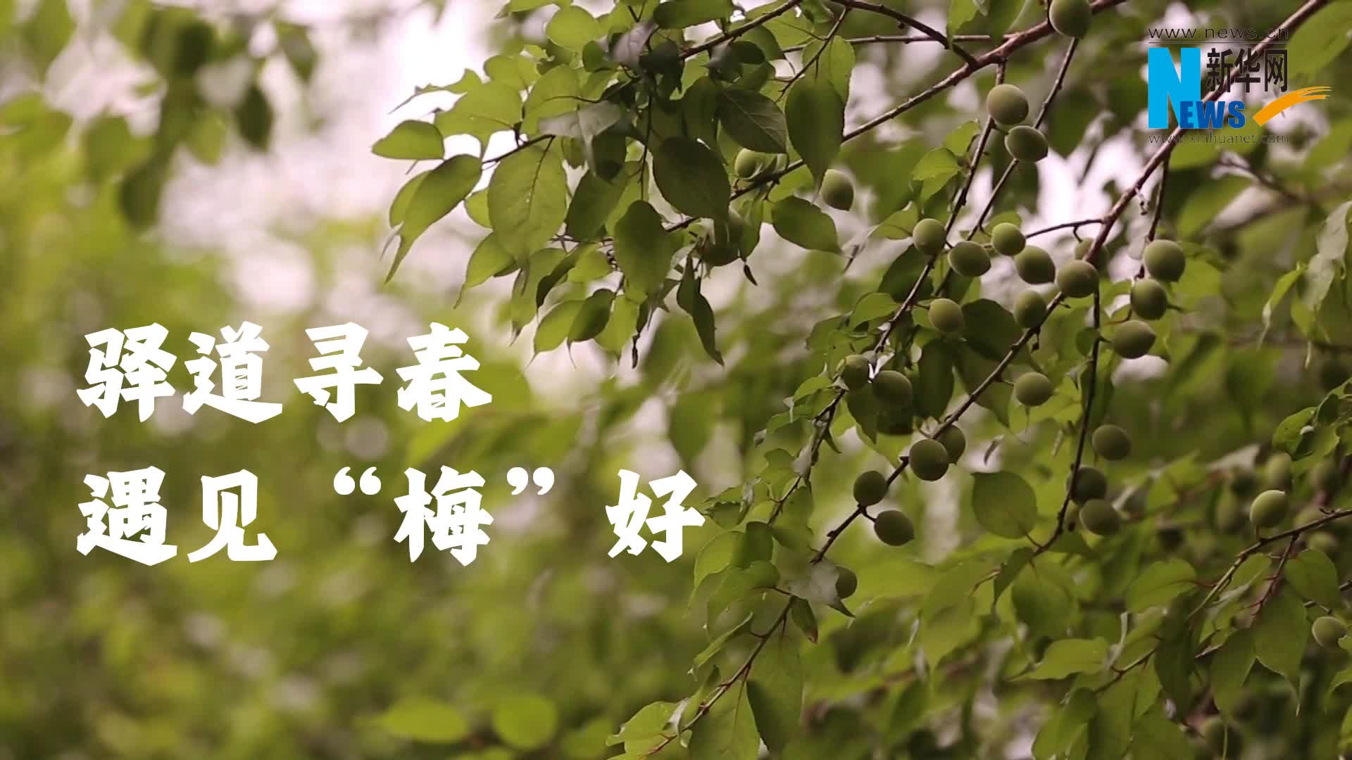 江西大余：驿道寻春 遇见“梅”好