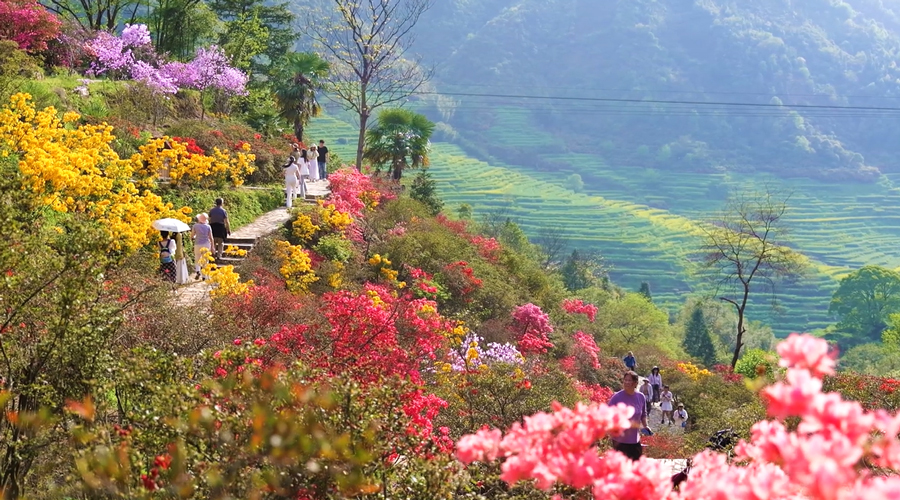 江西篁岭：杜鹃花开 缤纷花海迎客来