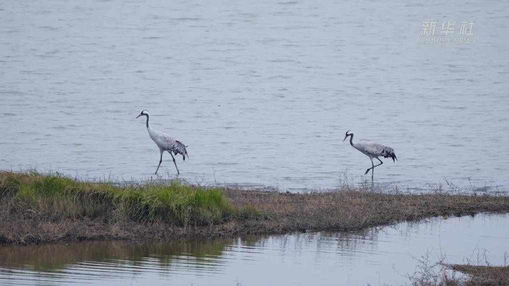大批灰鹤 大雁齐聚鄱阳湖余干水域