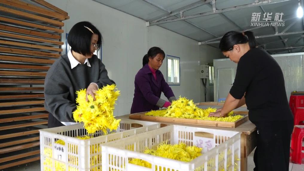 江西修水:金丝皇菊喜获丰收