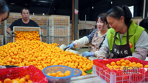 漂洋过海的一瓣橘