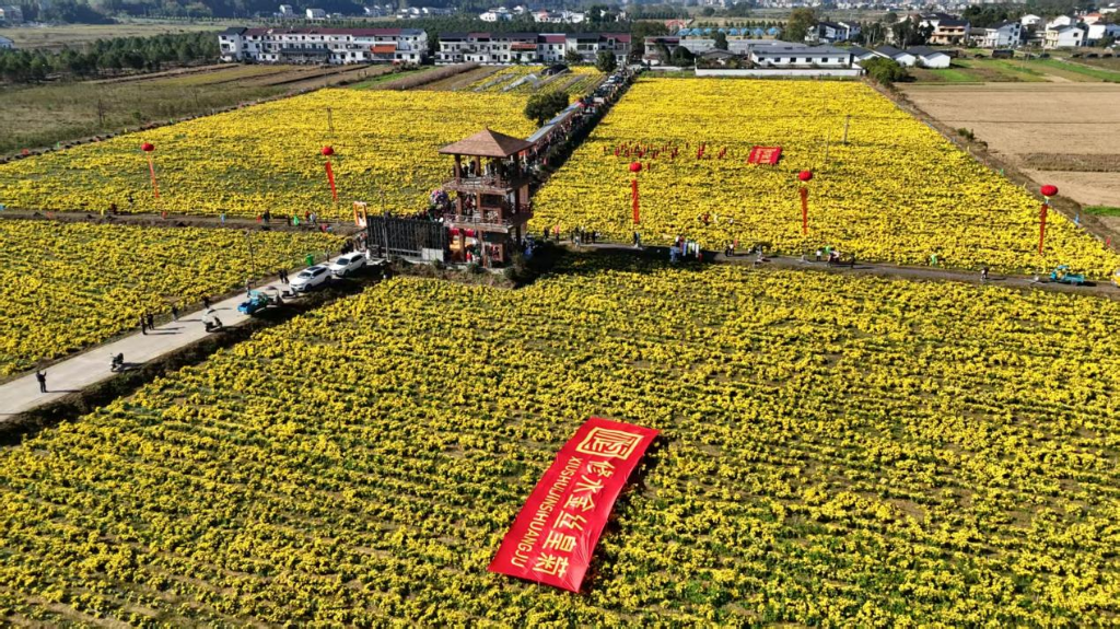 2025修水金丝皇菊节启幕 农文旅融合绘就乡村新画卷