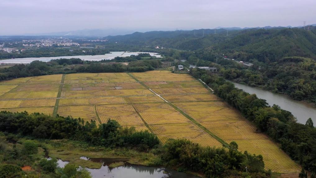 江西大余:1.4万亩冬油菜播种忙