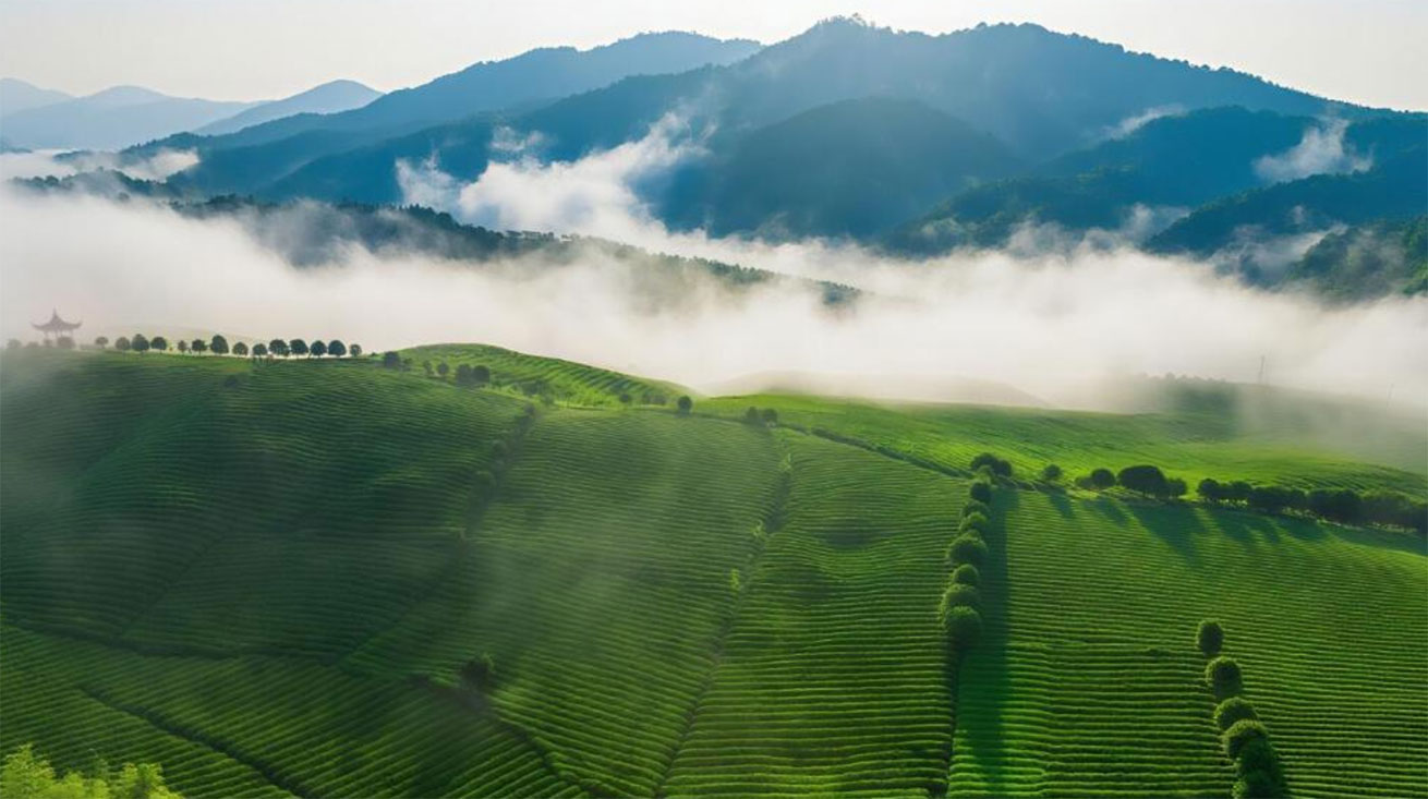 “绿茶金三角”的婺源野望：这场世界级大会如何描绘绿茶产业新经纬？