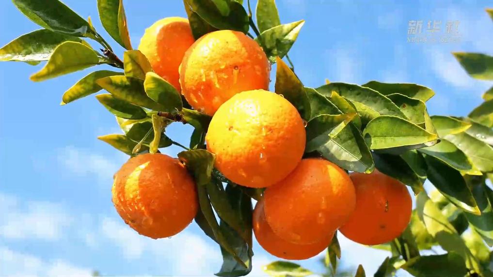 江西上犹：千亩沃柑喜迎丰收