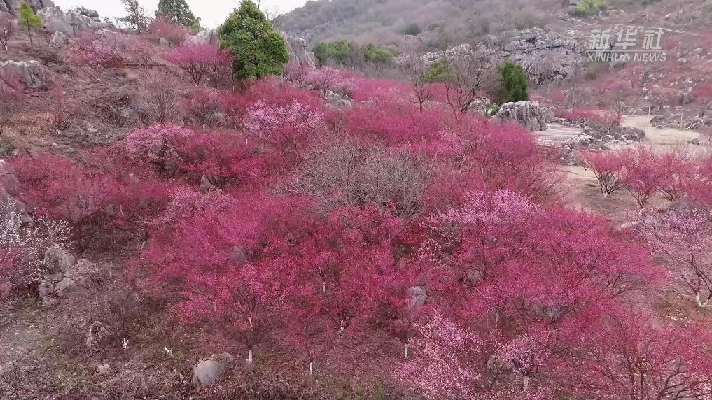 江西乐平：怪石林迎来梅花盛放期