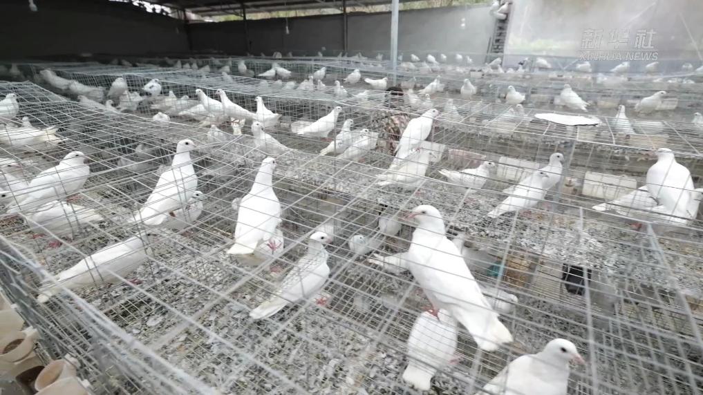 江西万载：归乡养鸽人 带飞致富年