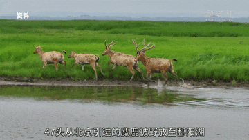 曾在中国绝迹的“东方神兽”，何以安家鄱阳湖？