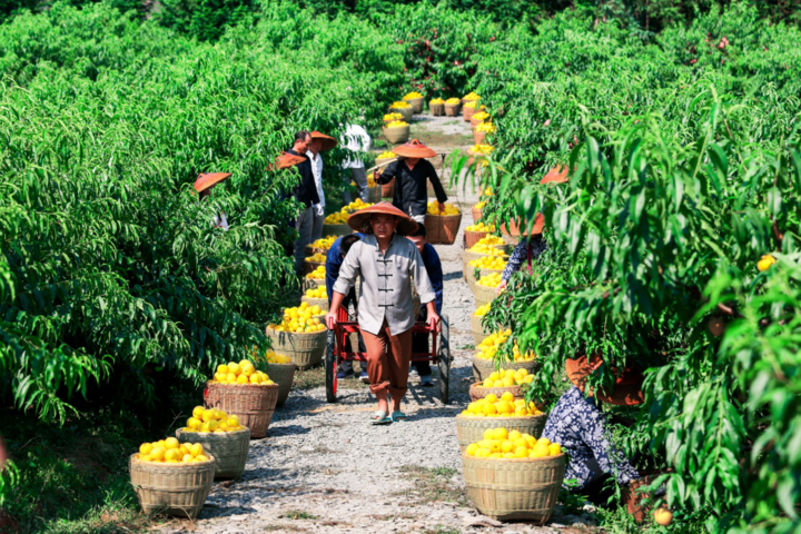在井冈山上“种”科技——科技部帮扶谱写老区振兴新篇章 