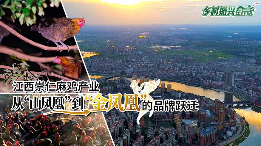 乡村振兴在行动｜江西崇仁麻鸡产业：从“山凤凰”到“金凤凰”的品牌跃迁