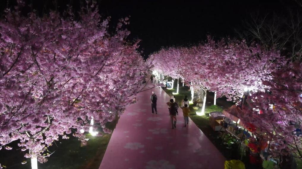 江西南昌：夜赏樱花 “解锁”春日新体验