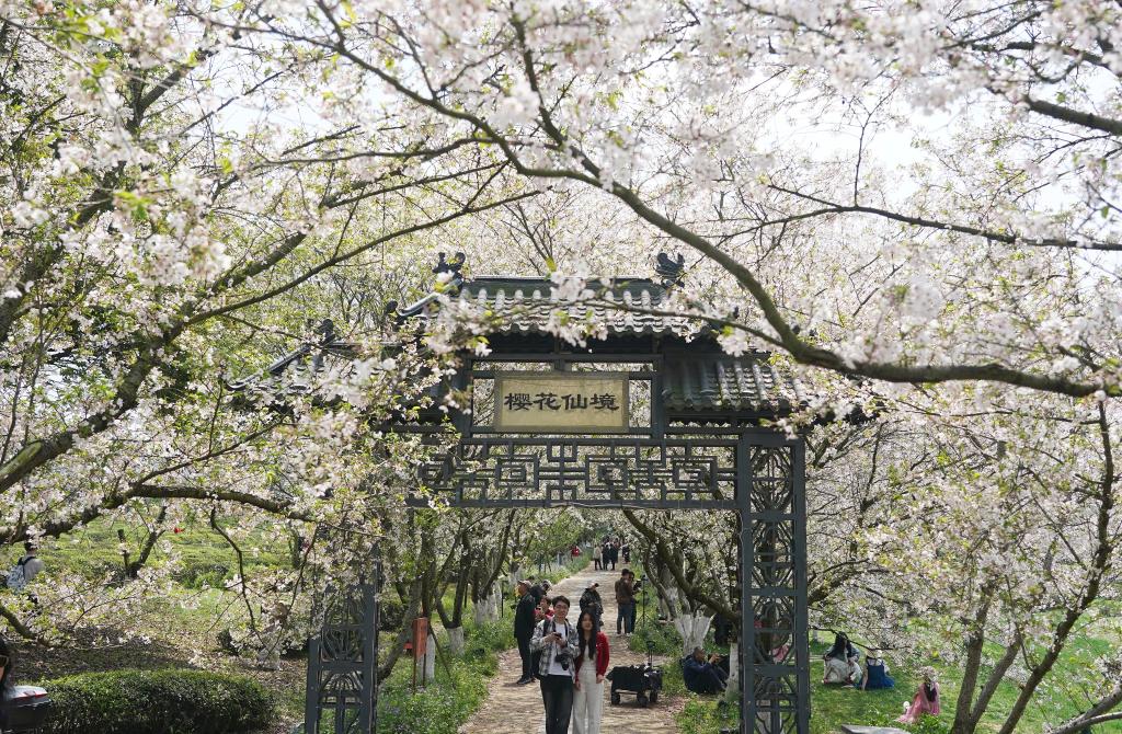 南昌：春风十里 樱花满谷