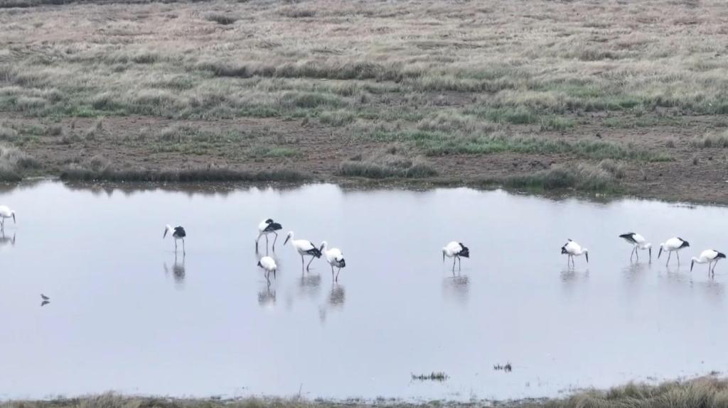 江西:鄱阳湖今春首批东方白鹳幼鸟成功孵化