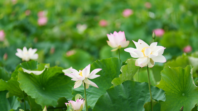 江西广昌：荷花绽放夏意浓